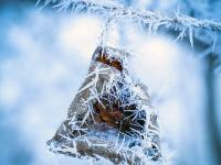 Raureifnadelkranz an eingerolltem, vertrockneten Blatt